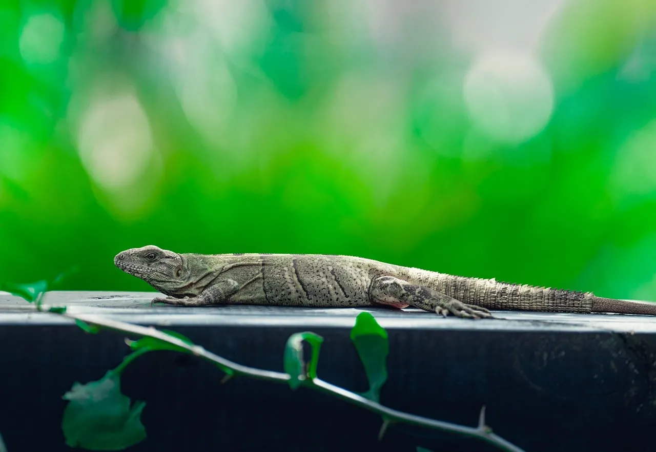 Vibrant Green Nature: Majestic Lizard basking in the Wild