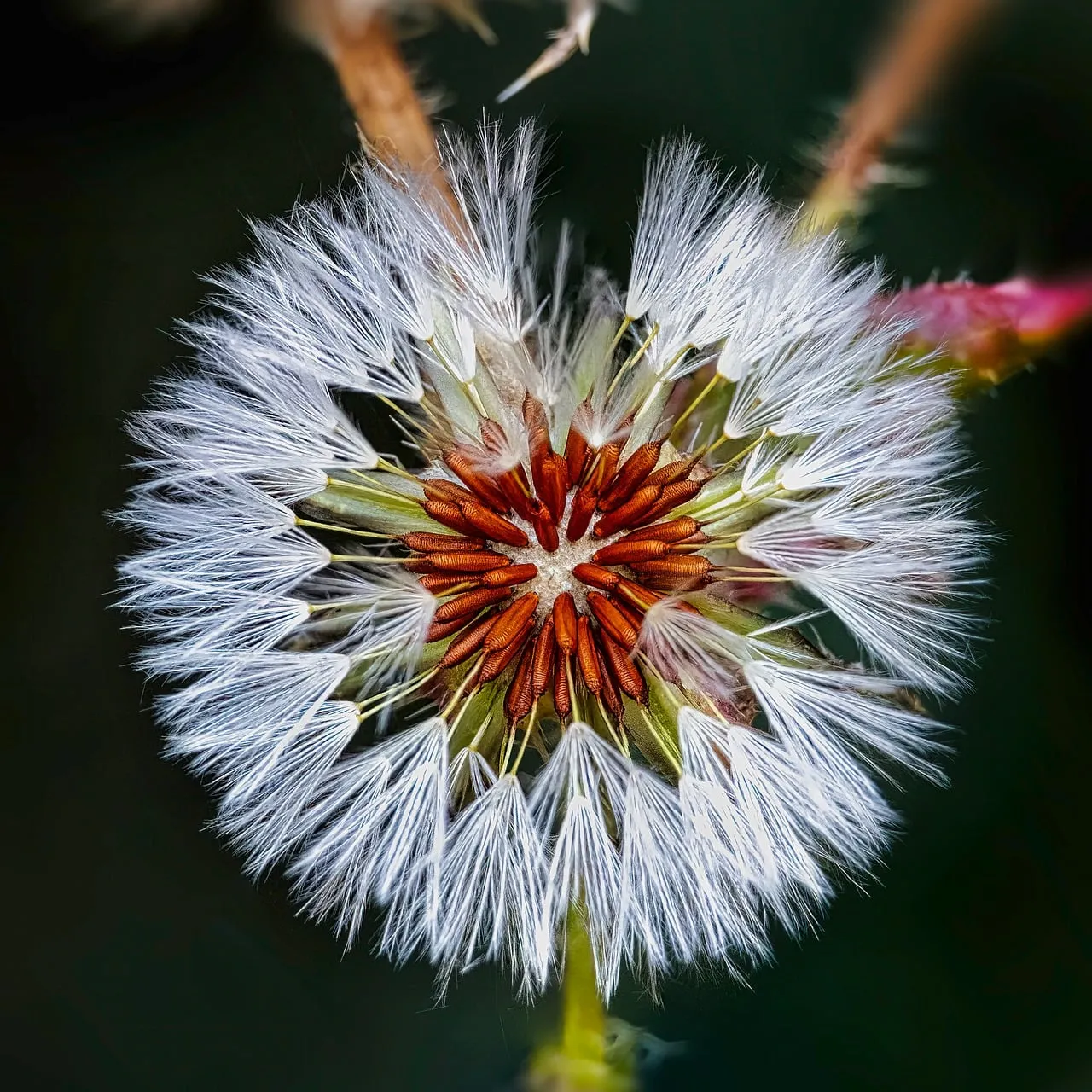 Stunning Dandelion Seed Head: Nature's Delicate Symphony