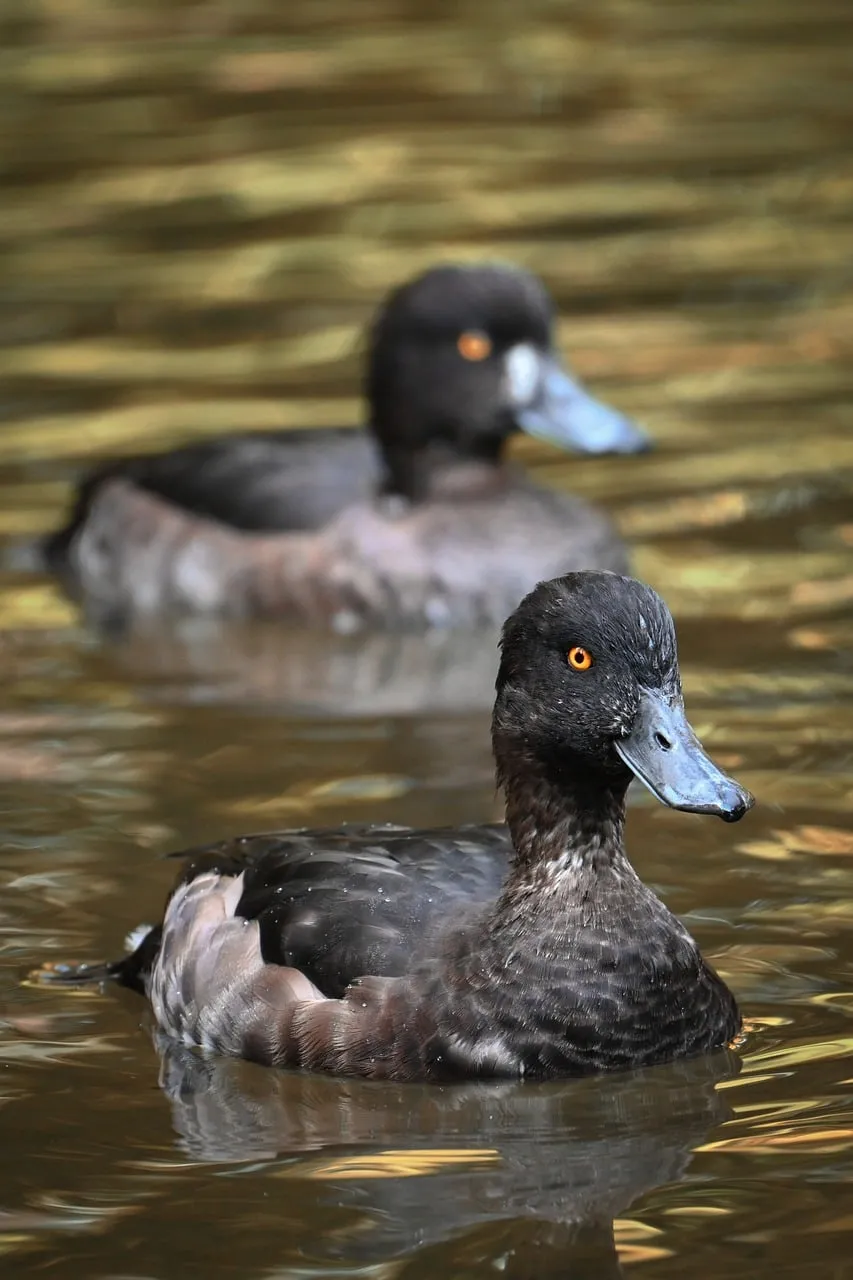 Enchanting Wildlife: Two Wild Ducks Gliding on Serene Water