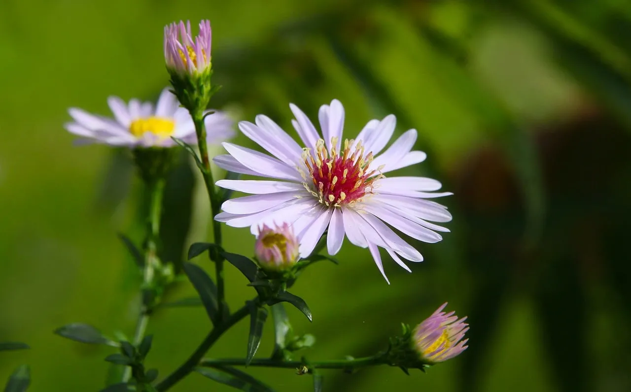 Vibrant Purple Asters: Summer Garden Beauty in Macro