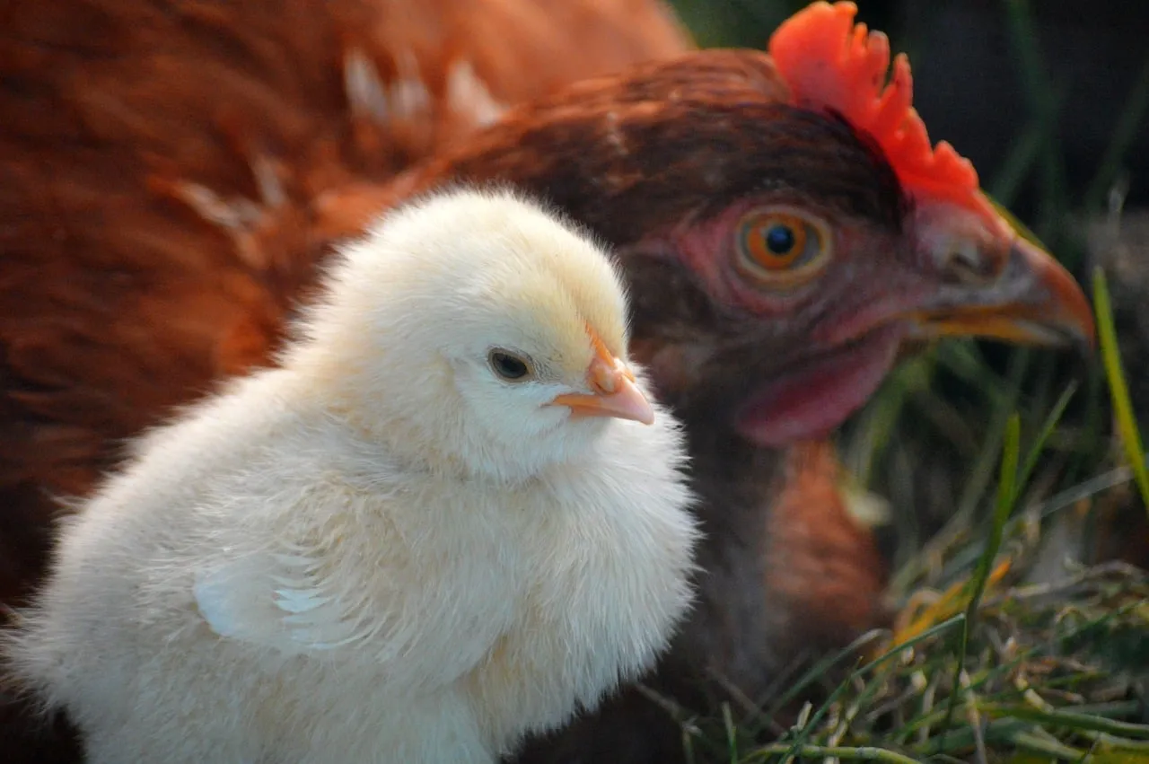 Tender Moment: Hen and Chick in Nature's Embrace
