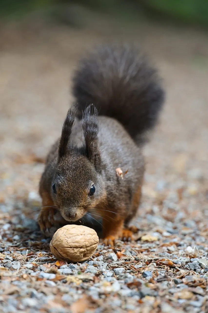 Charming Squirrel Foraging for Walnuts in Autumn Forest