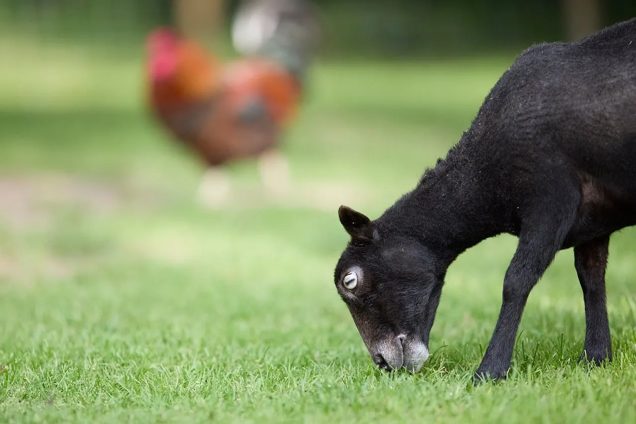 Charming Black Sheep Grazing on Lush Green Pasture