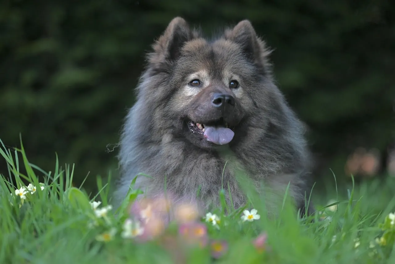 Charming Eurasian Dog Resting in a Vibrant Spring Meadow