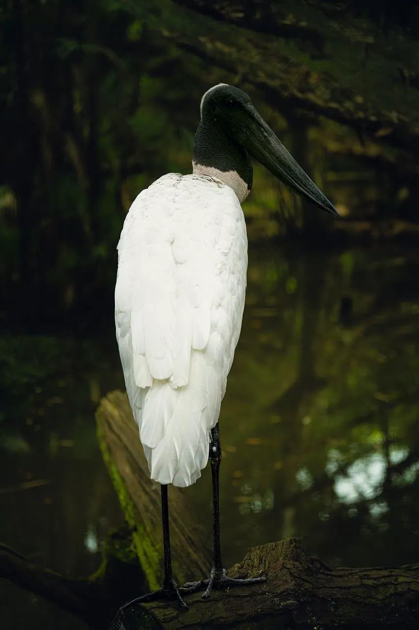 Majestic Stork: Solitary Grace in a Serene Wetland
