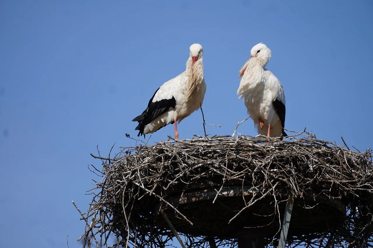Majestic Storks: Spring Nesting Under a Blue Sky