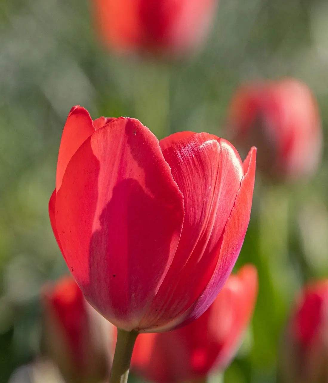 Vibrant Red Tulip in Spring Bloom