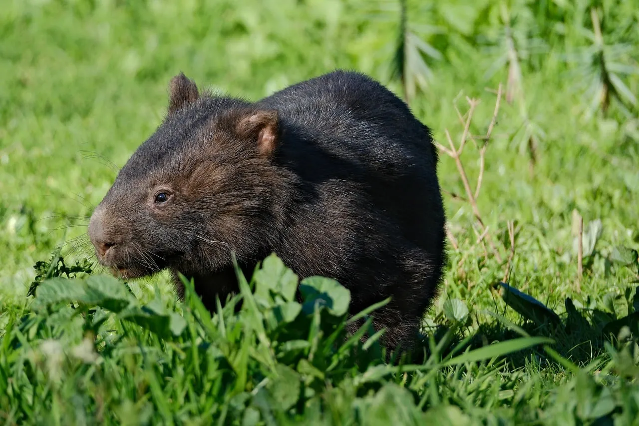 Charming Wombat Grazing: An Australian Wildlife Delight
