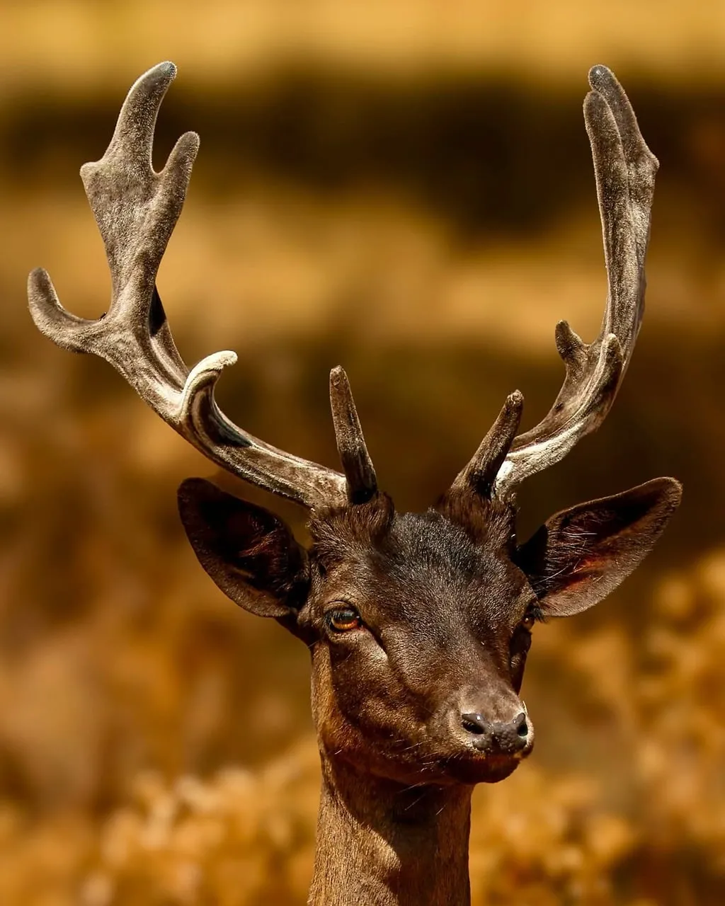Majestic Fallow Deer: Captivating Antlers in Golden Light