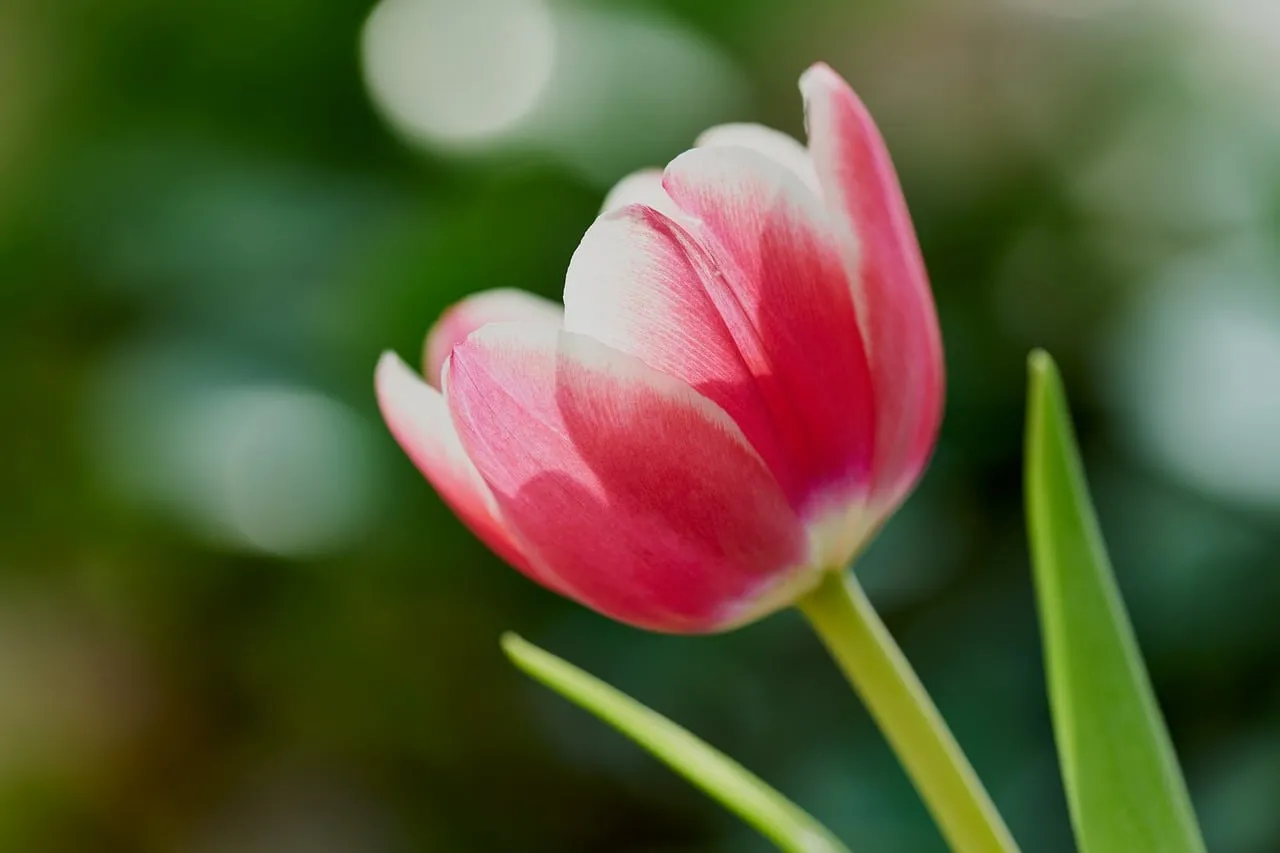Vibrant Tulip Bloom: A Close-Up of Nature's Delicate Beauty