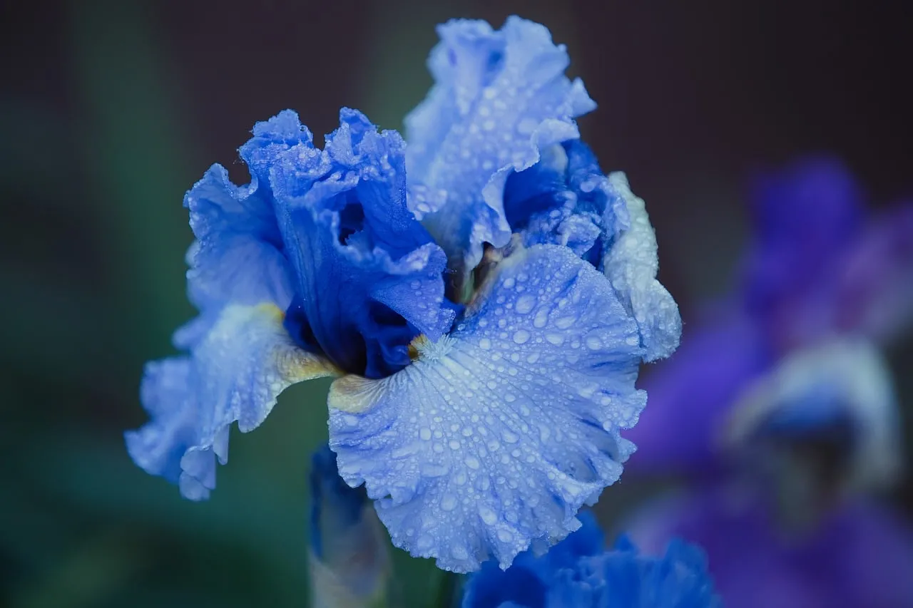 Stunning Blue Iris Blooms: Wet Petals with Dazzling Water Droplets