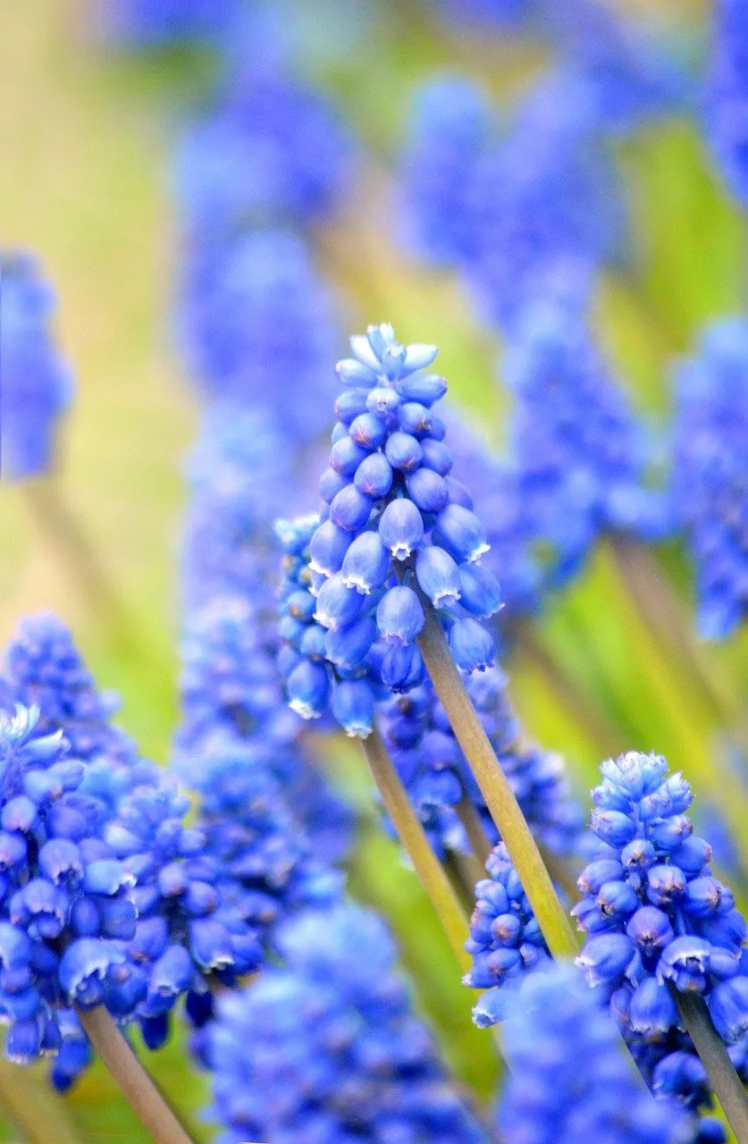 Vibrant Blue Muscari: Spring's Delicate Floral Awakening