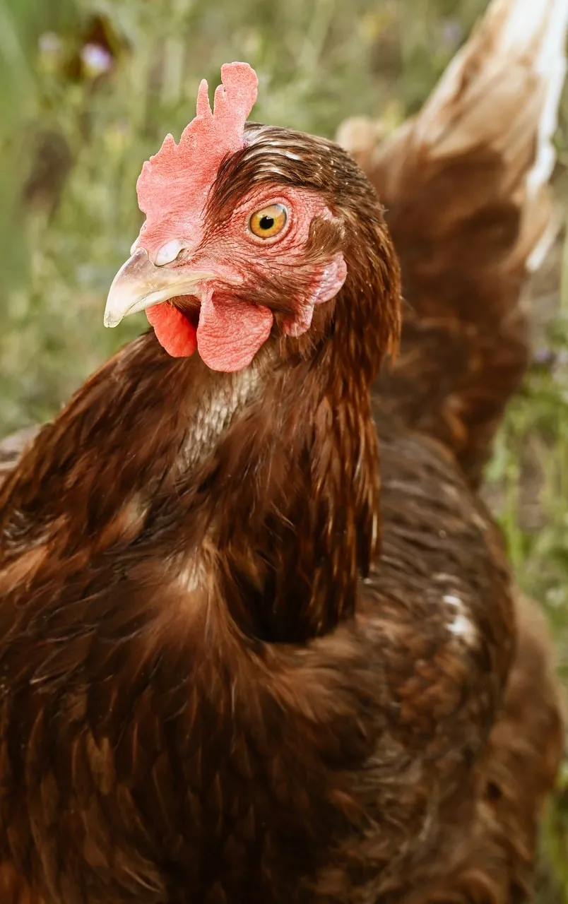 Vibrant Free-Range Chicken: A Close-up of Natural Beauty
