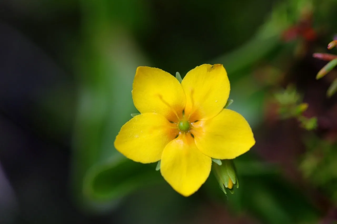 Vibrant Yellow Bloom: A Macro Symphony of Nature's Delight