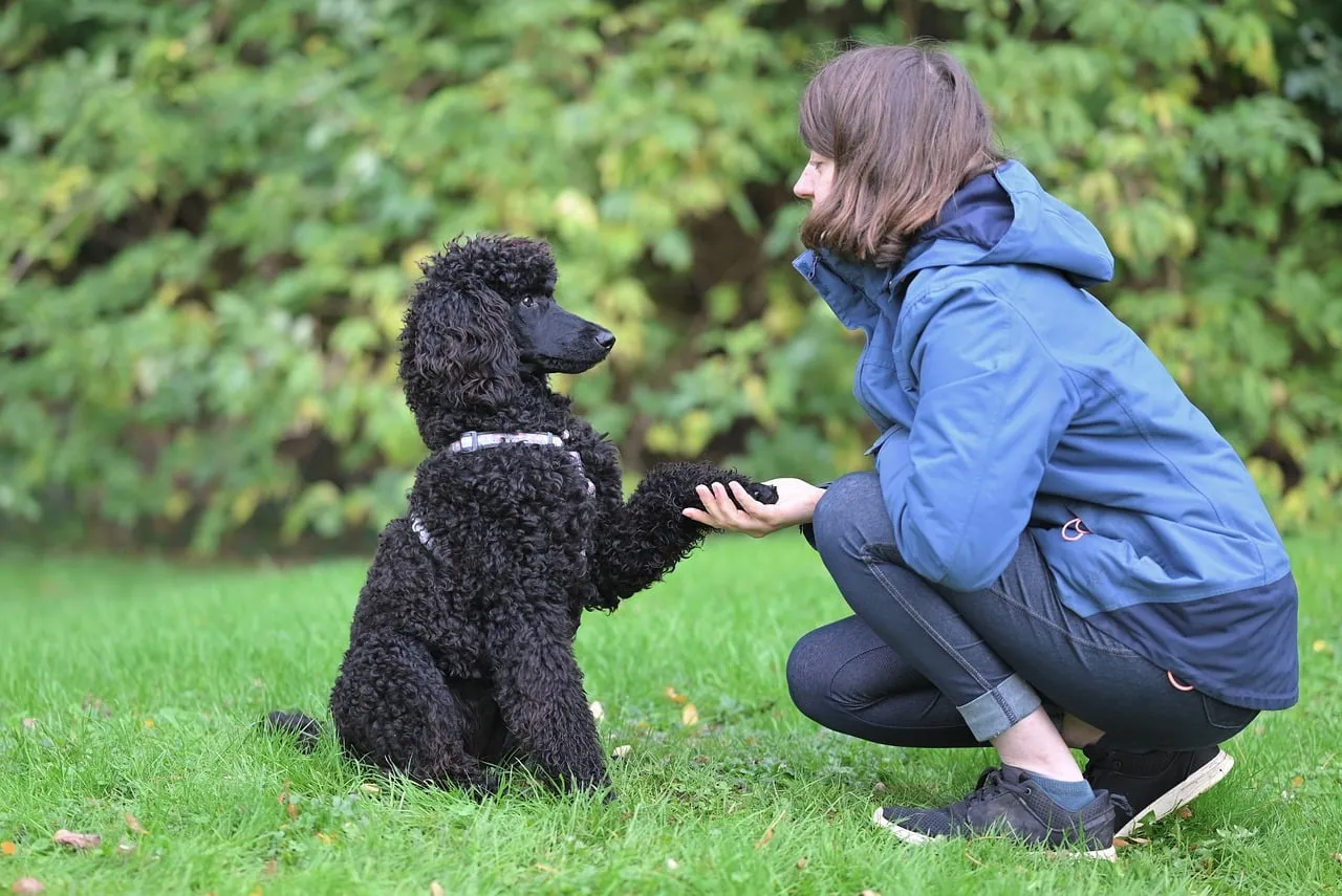 Heartwarming Bond: Girl and Royal Poodle Aglaé Sharing a Paw