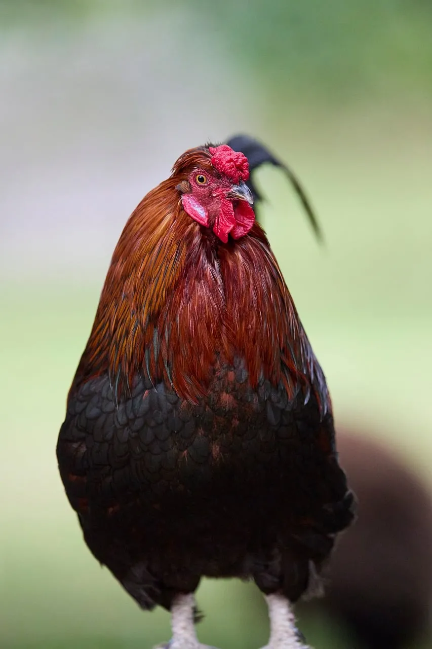 Majestic Rooster: A Close-up of Farm Life's Avian King