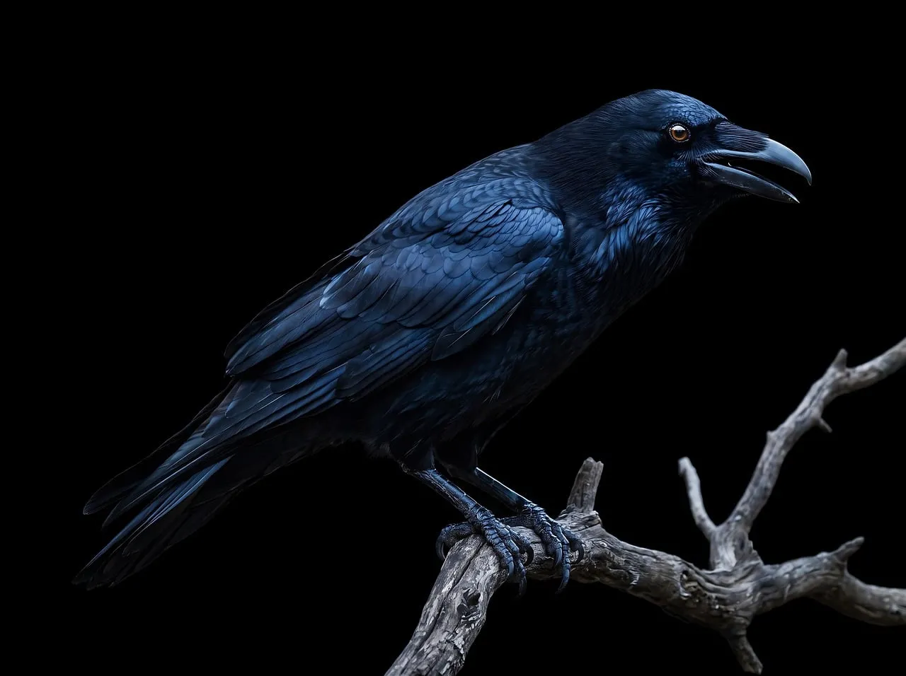 Striking Midnight Raven: Majestic Perched Wildlife Portrait