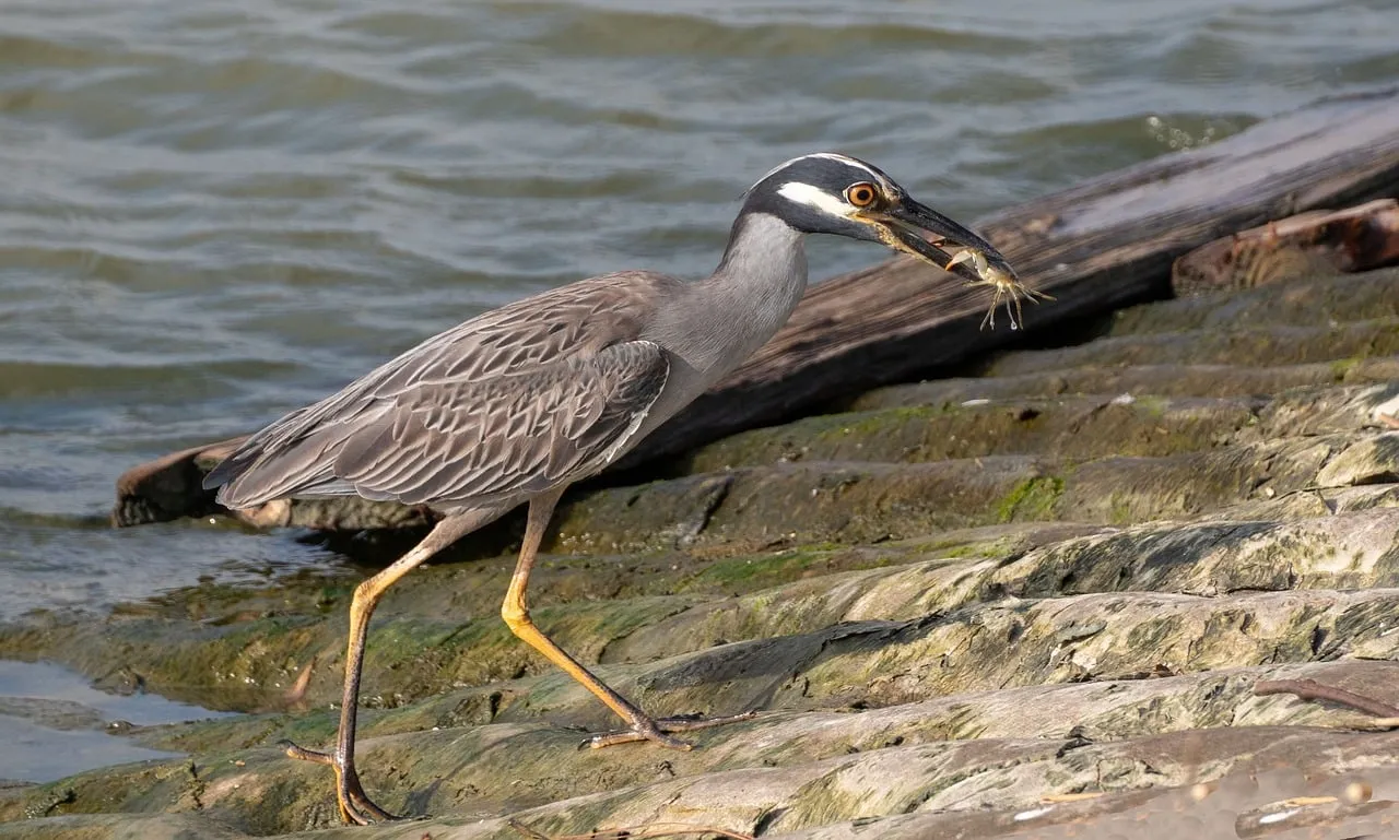 Vivid Night Heron Catches Crab on Rocky Shore