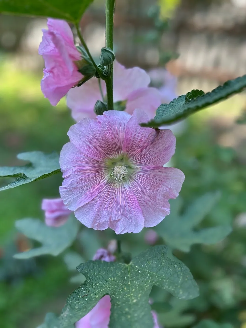 Vibrant Pink Hollyhock: A Stunning Summer Bloom