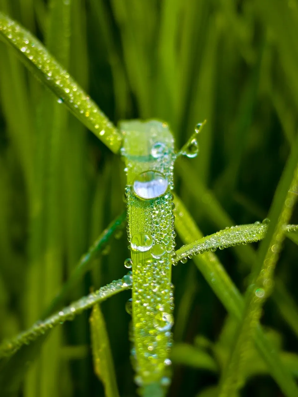 Vibrant Spring: Macro Dew Drops on Fresh Green Grass