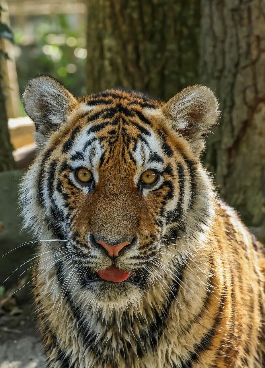 Captivating Tiger Cub: A Glimpse into Wild Majesty
