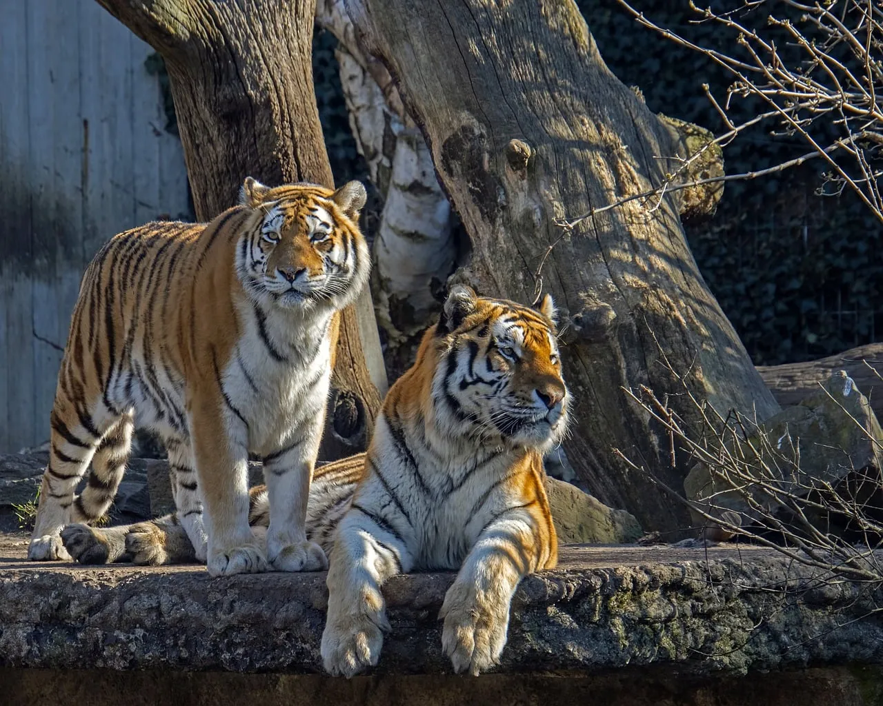 Majestic Amur Tigers: Striking Predators in Their Enclosure