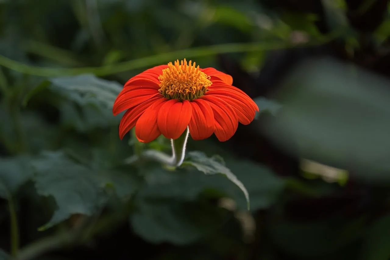 Vibrant Red Flower: Macro Beauty in a Summer Garden