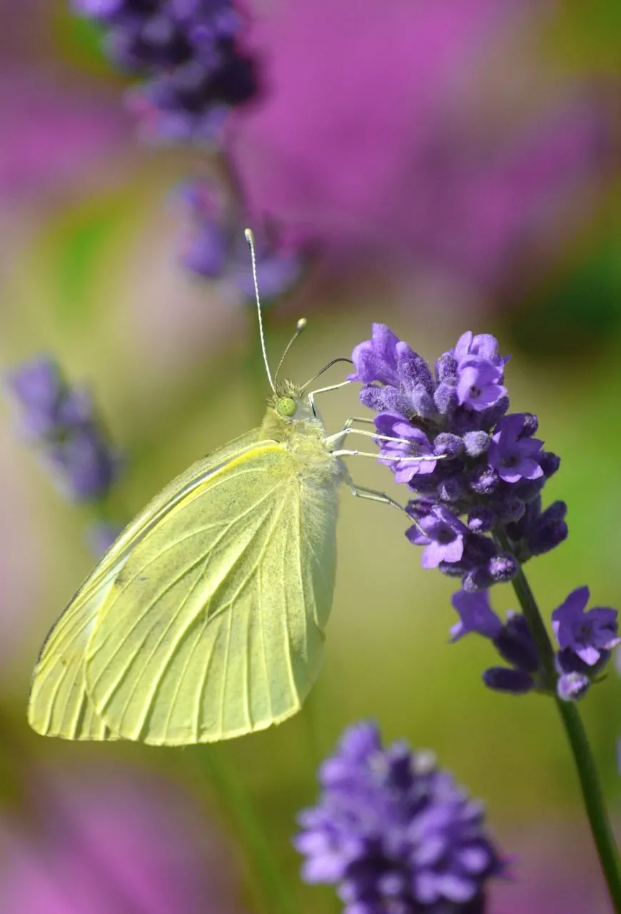 Vibrant Green-Veined White Butterfly on Lavender Blooms
