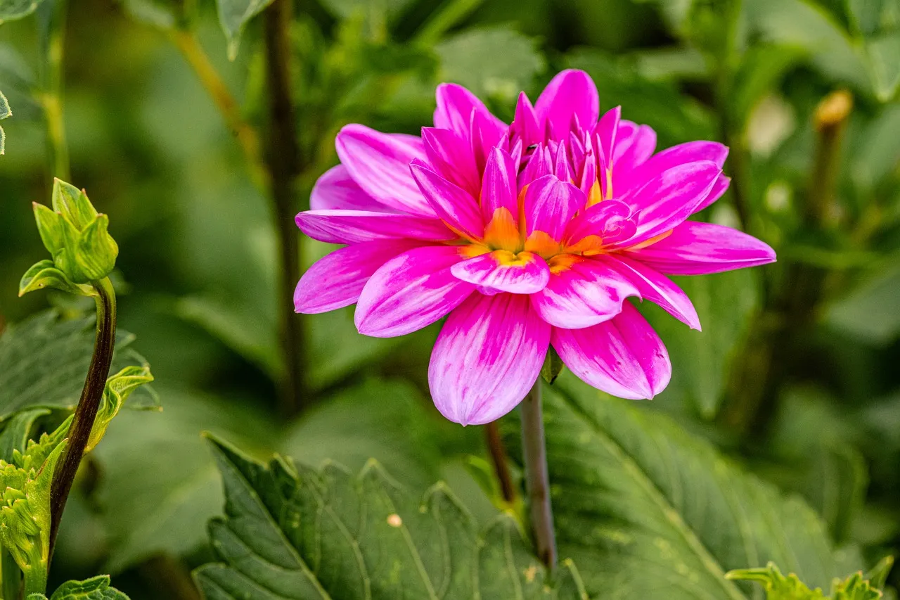 Vibrant Pink Dahlia Bloom: Nature's HD Wallpaper