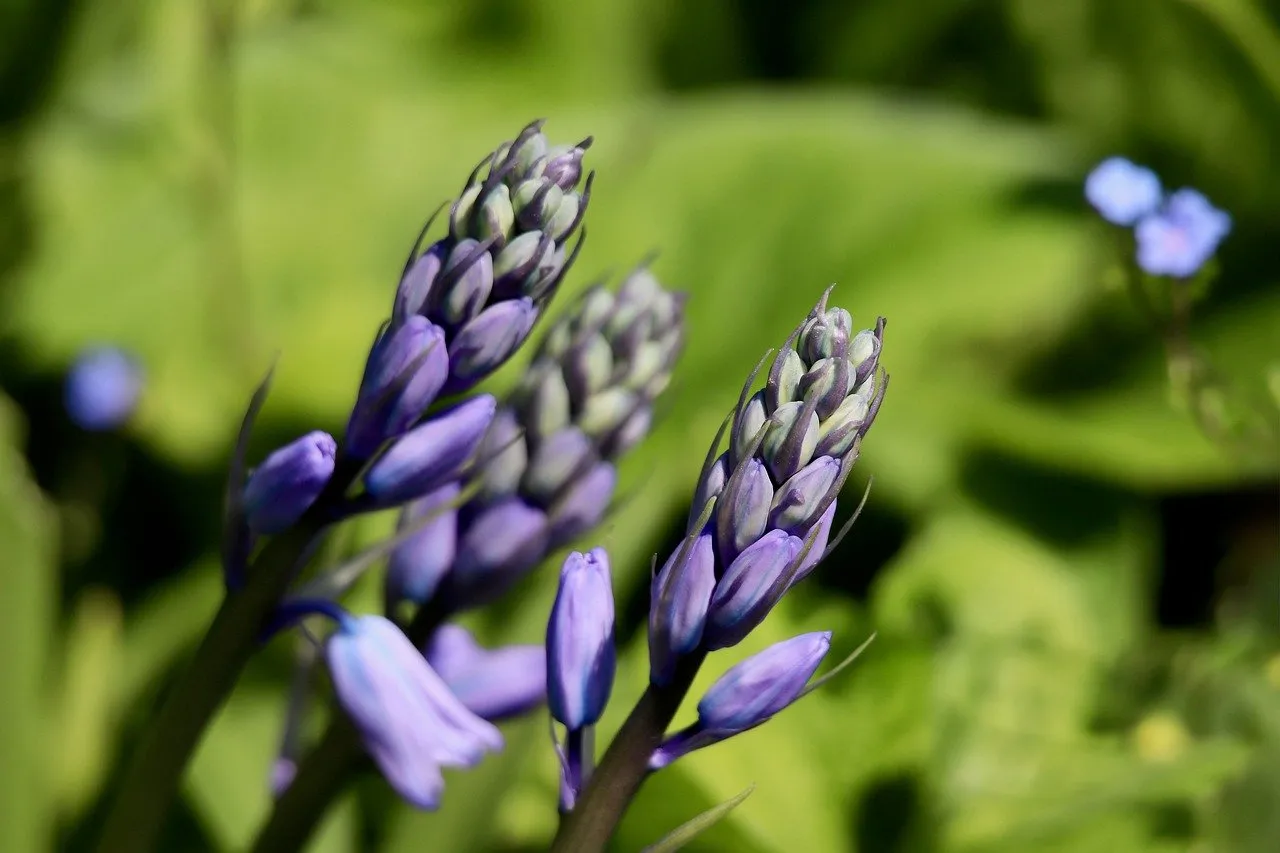Vibrant Bluebell Buds: A Spring Garden Awakening