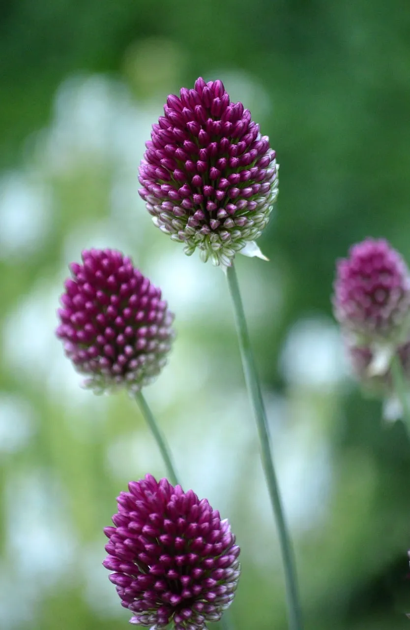 Vibrant Purple Allium Blooms: Nature's Spherical Art