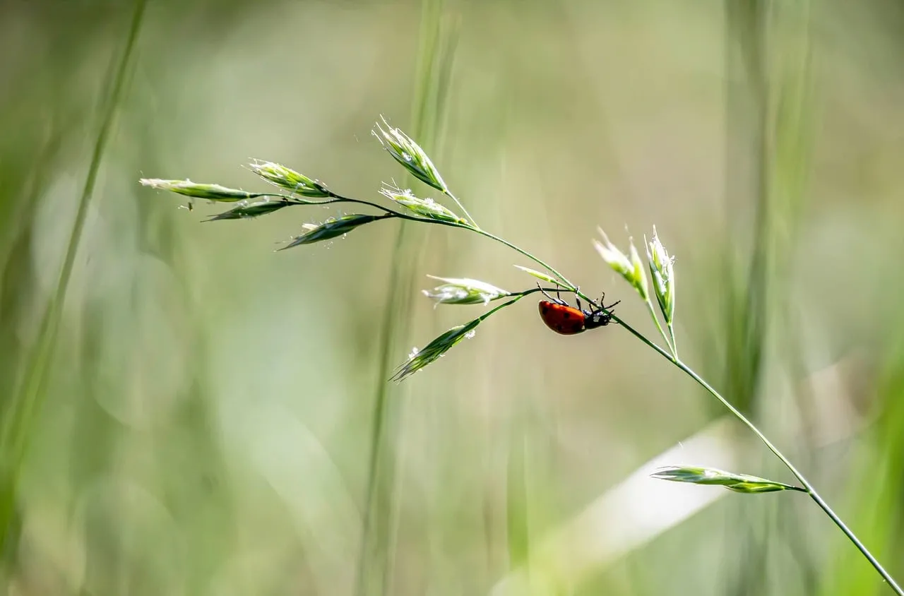 Vibrant Ladybug on Grass: Nature's Delicate Balance