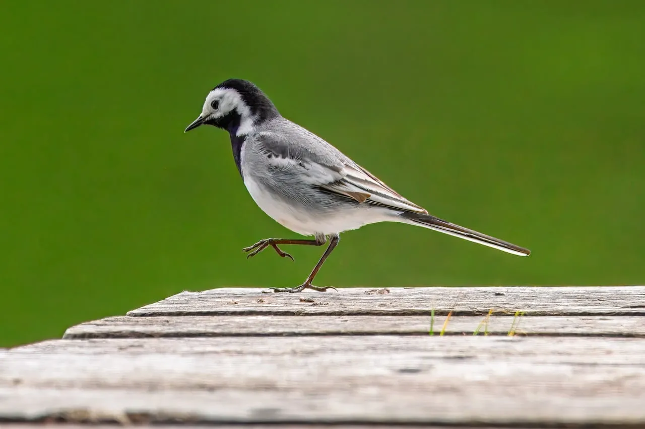 Elegant White Wagtail: Nature's Graceful Songbird