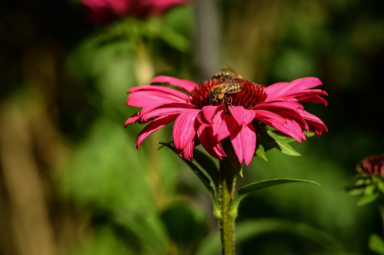 Vibrant Pink Echinacea with Busy Bee in Summer Garden