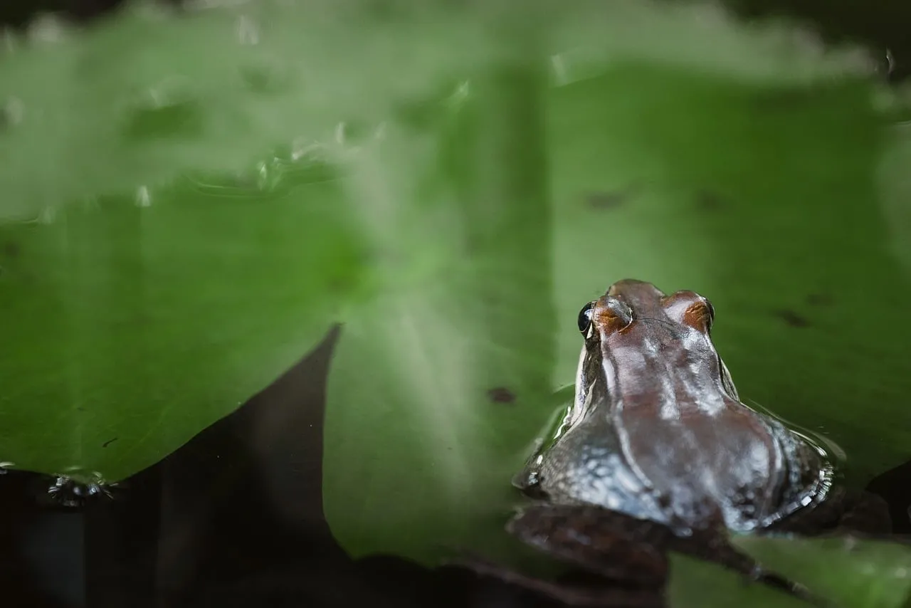 Enchanting Wetland Macro: Frog on Lily Pad Reflection
