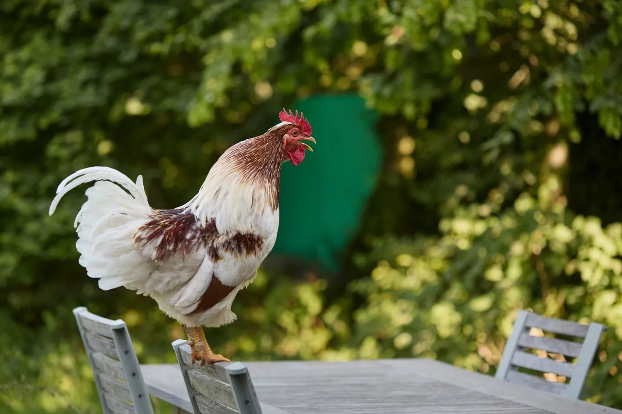 Vibrant Roost: A Farm Rooster Crowing in the Garden
