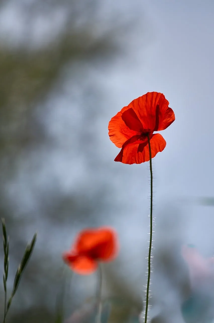 Vibrant Red Poppy: A Glimmer of Summer Serenity