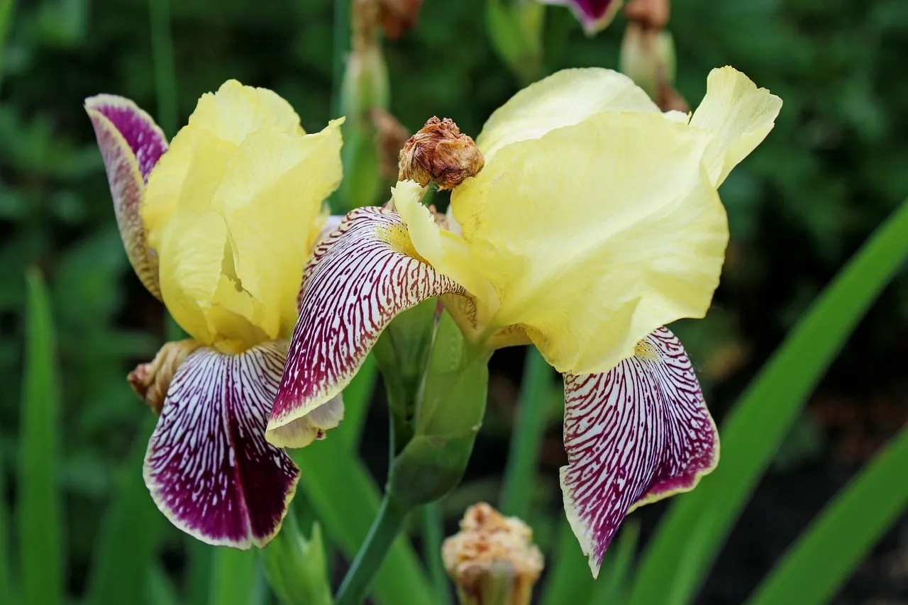 Vibrant Yellow Iris: Nature's Artistic Floral Masterpiece