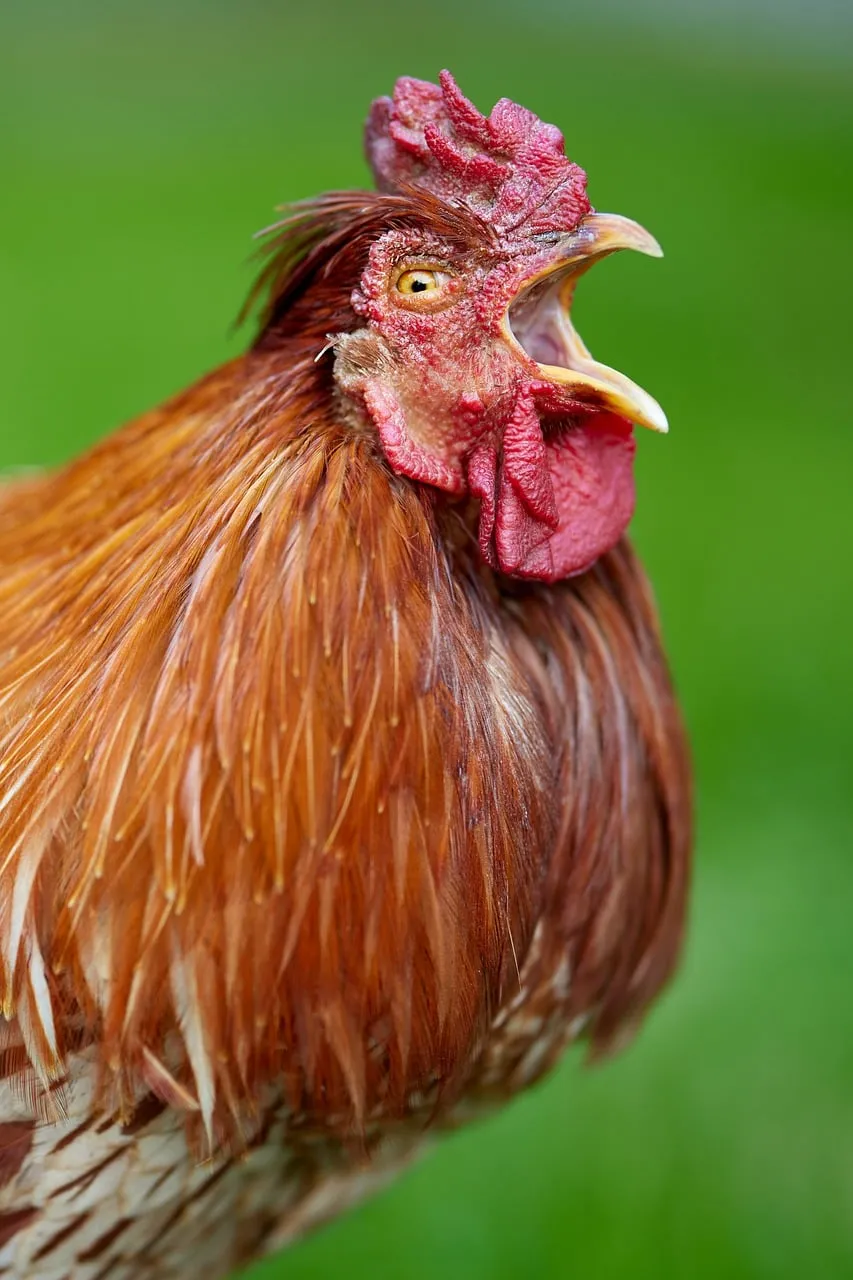 Vibrant Crow: A Majestic Rooster's Call in Nature