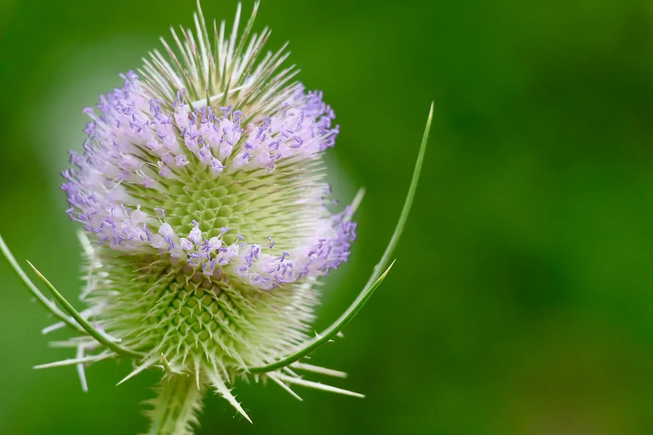 Striking Wild Teasel Blossom: Macro Beauty in Nature
