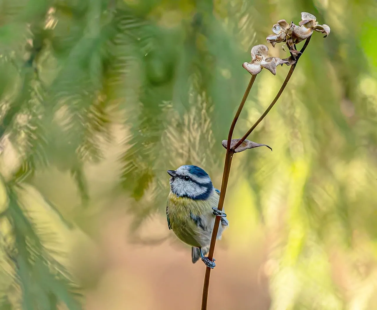 Vibrant Blue Tit Perched: Nature's Jewel in Soft Light