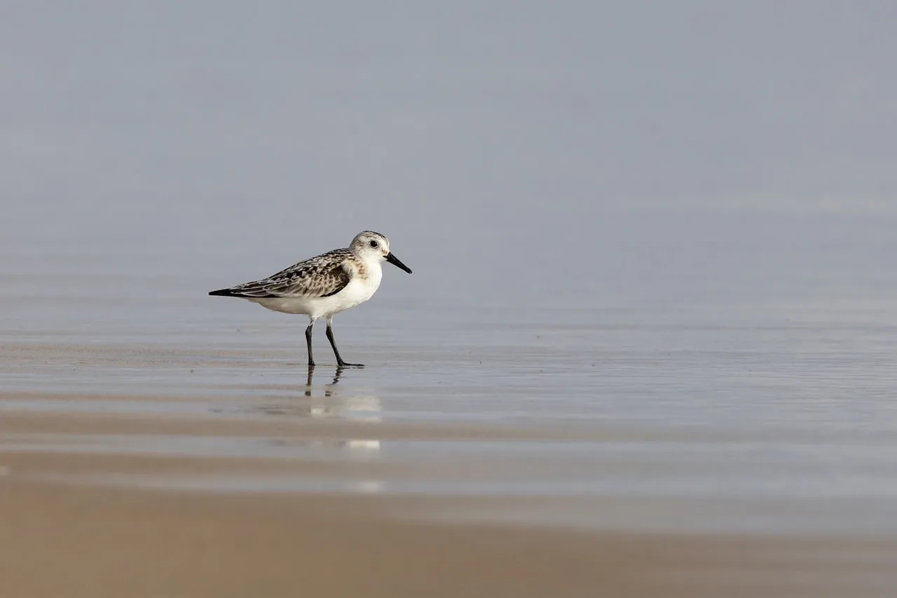 Serene Sandpiper: Lonely Wader on a Calm Beach Shore