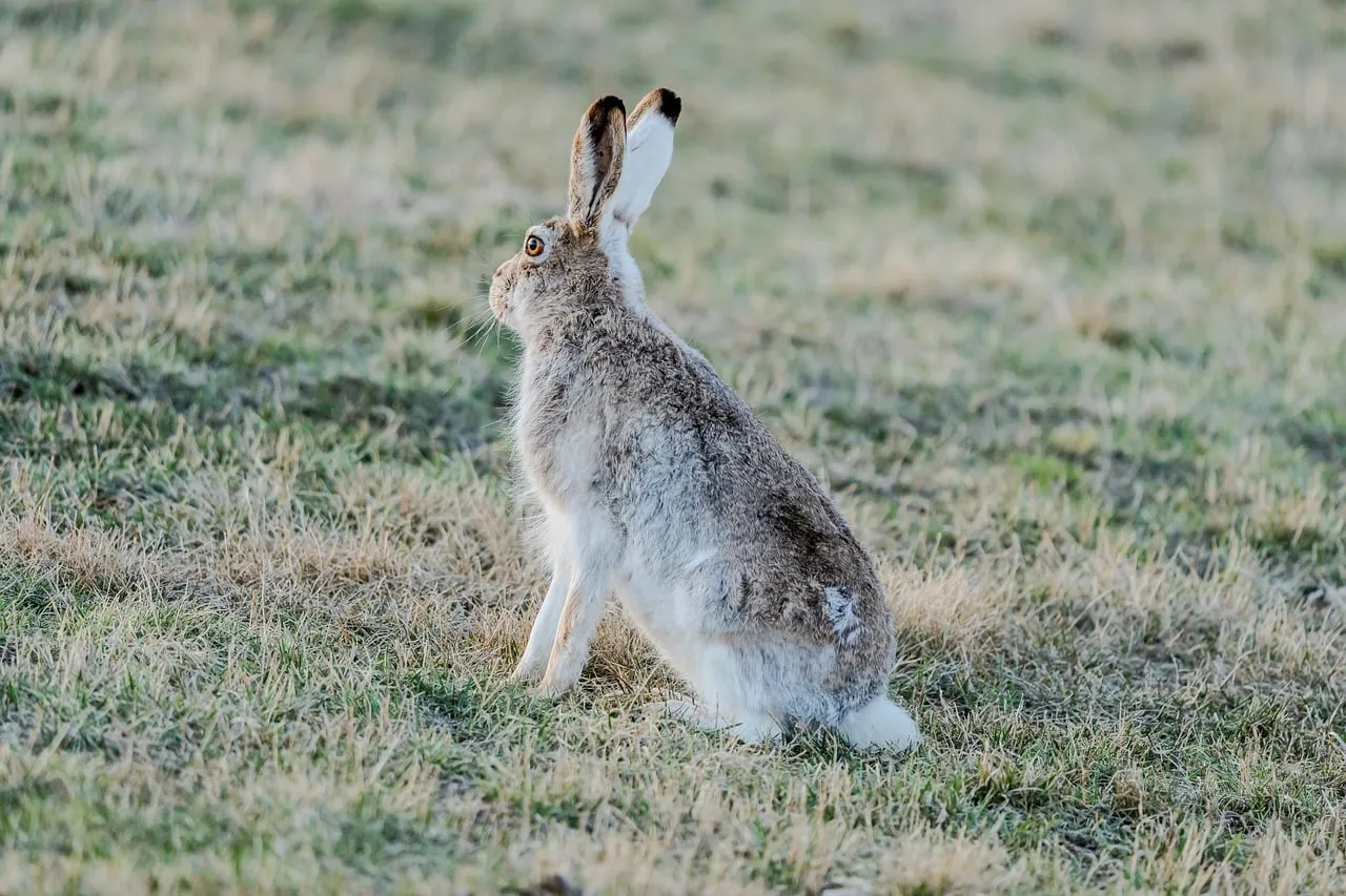 Enchanting Wild Hare: A Portrait of Wilderness Grace