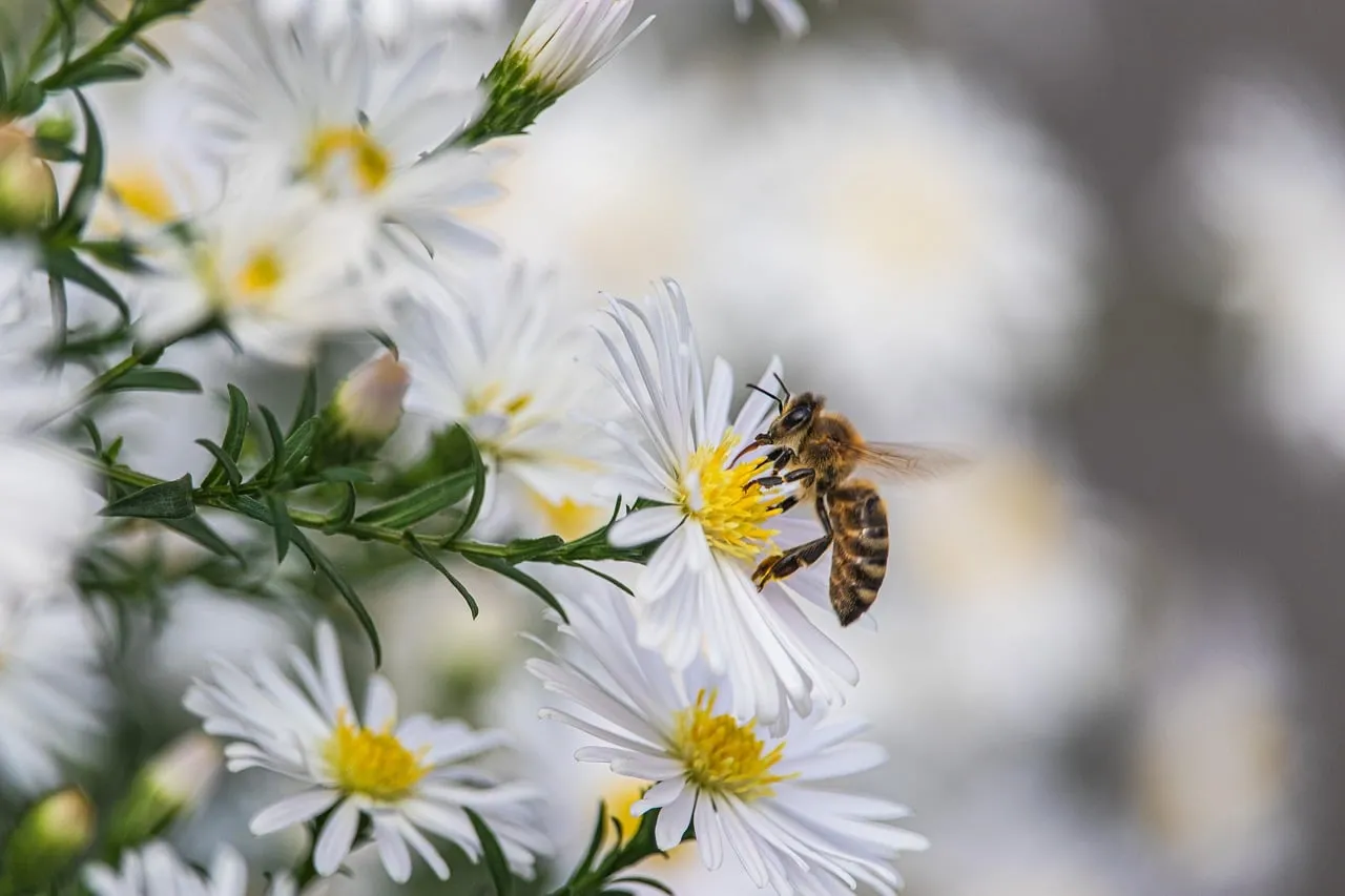 Vibrant Bee Pollinating White Aster: Nature's Delicate Dance