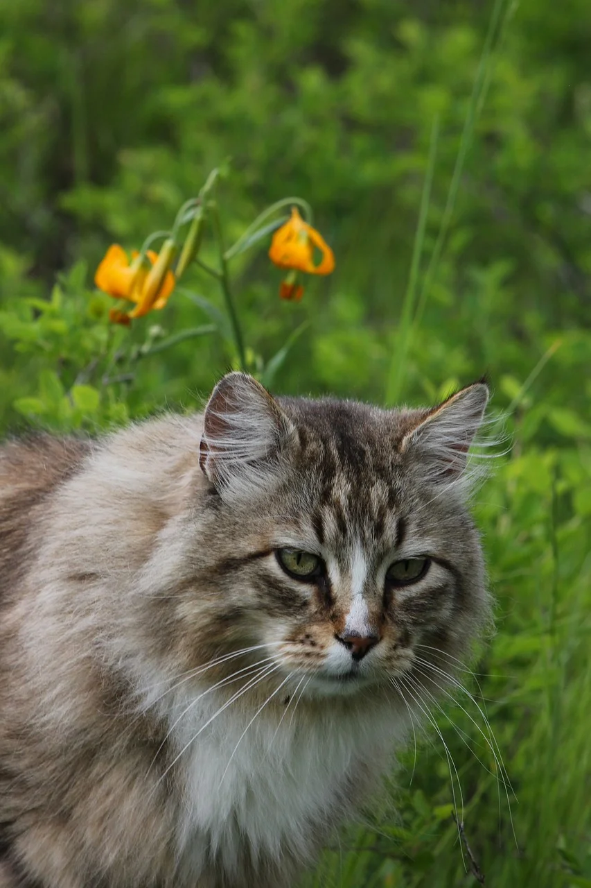 Enchanting Feline Gaze: Wild Cat Amidst Spring Lilies