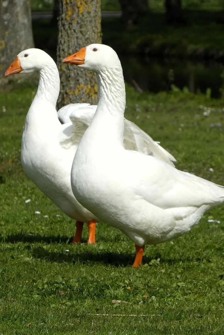 Serene Duo: White Geese in Lush Green Landscape