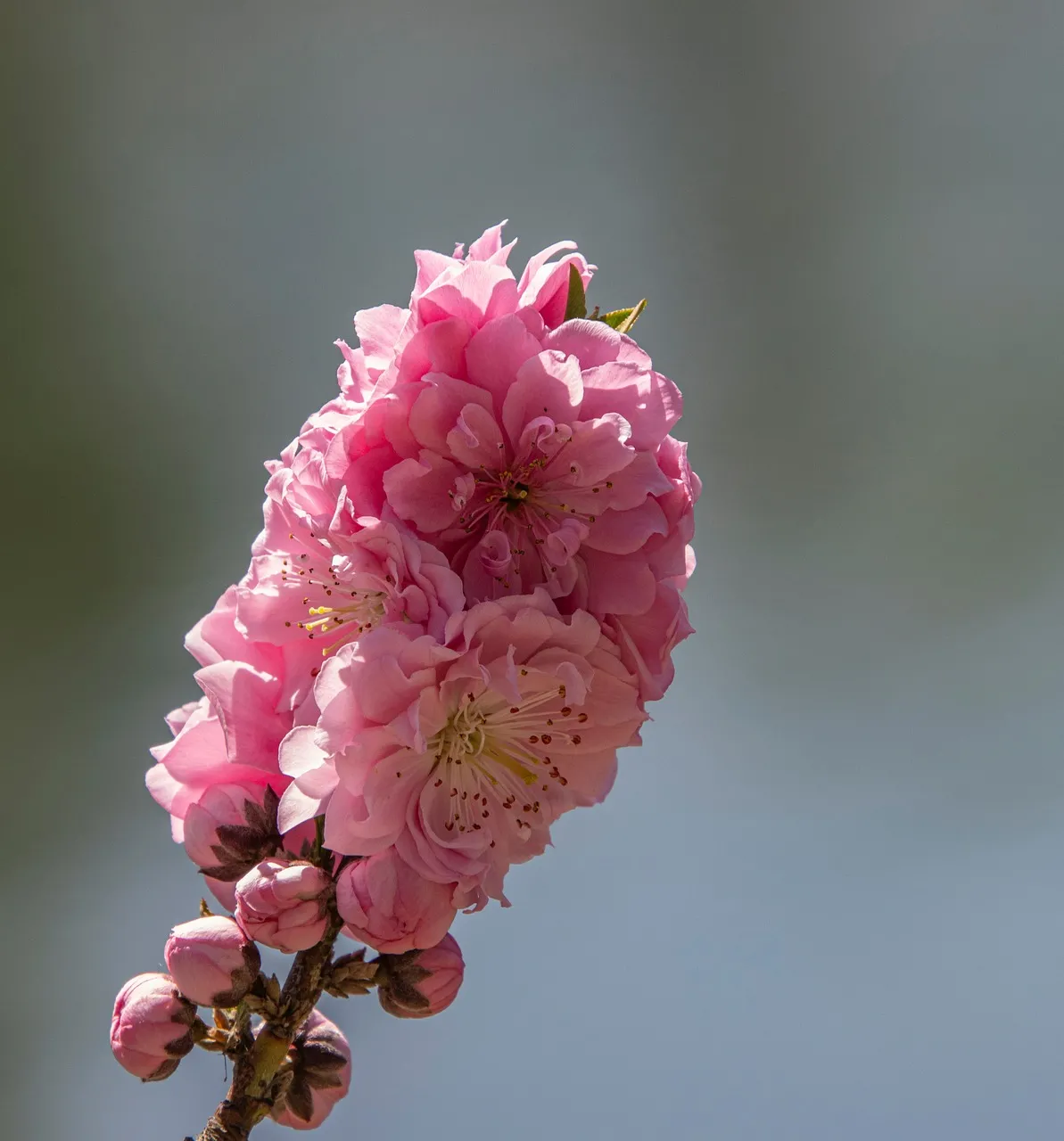 Vibrant Pink Sakura Blossom: A Spring Macro Masterpiece