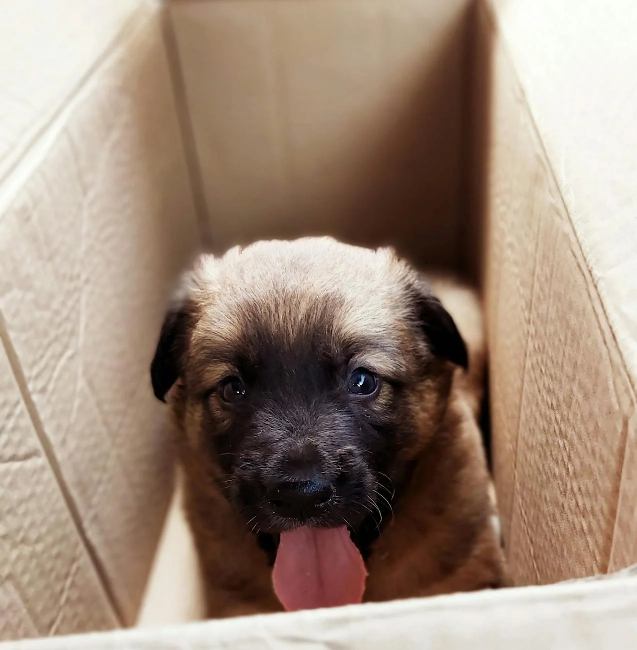 Adorable Puppy in a Box with Tongue Out