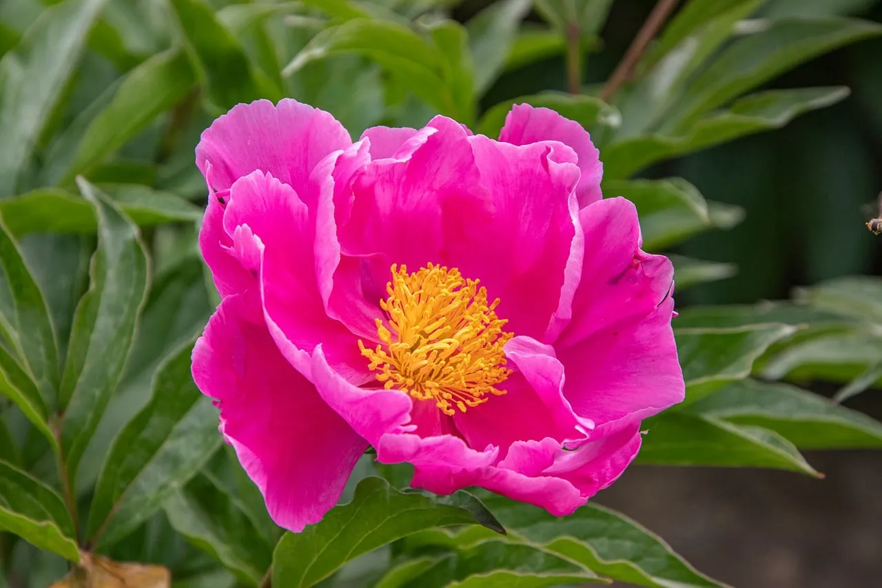 Vibrant Hot Pink Peony: A Stunning Floral Display
