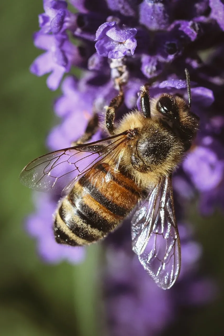 Vibrant Macro: Honeybee's Pollination Dance on Purple Nettle